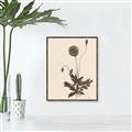 Picture of Vintage Botanical II  _GroupedProduct_Rectangle_Portrait_Canvas_Framed_