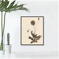 Picture of Vintage Botanical II  _GroupedProduct_Rectangle_Portrait_Canvas_Framed_