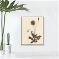 Picture of Vintage Botanical II  _GroupedProduct_Rectangle_Portrait_Canvas_Framed_