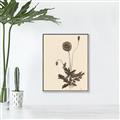 Picture of Vintage Botanical II  _GroupedProduct_Rectangle_Portrait_Canvas_Framed_