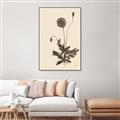 Picture of Vintage Botanical II  _GroupedProduct_Rectangle_Portrait_Canvas_Framed_