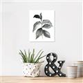 Picture of Black Watercolour Botanical II  _GroupedProduct_Rectangle_Portrait_Unframed_Print_Only_