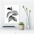 Picture of Black Watercolour Botanical II  _GroupedProduct_Rectangle_Portrait_Unframed_Print_Only_