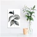 Picture of Black Watercolour Botanical II  _GroupedProduct_Rectangle_Portrait_Unframed_Print_Only_