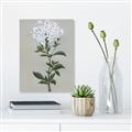 Picture of White flower I  _GroupedProduct_Rectangle_Portrait_Unframed_Print_Only_