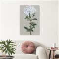 Picture of White flower I  _GroupedProduct_Rectangle_Portrait_Unframed_Print_Only_