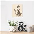 Picture of Vintage Botanical I  _GroupedProduct_Rectangle_Portrait_Unframed_Print_Only_