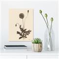 Picture of Vintage Botanical II  _GroupedProduct_Rectangle_Portrait_Unframed_Print_Only_