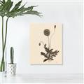 Picture of Vintage Botanical II  _GroupedProduct_Rectangle_Portrait_Unframed_Print_Only_