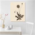 Picture of Vintage Botanical II  _GroupedProduct_Rectangle_Portrait_Unframed_Print_Only_