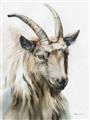 Picture of Watercolour Ram  _GroupedProduct_Rectangle_Portrait_Unframed_Print_Only_