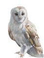 Picture of Watercolour Owl  _GroupedProduct_Rectangle_Portrait_Unframed_Print_Only_