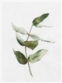 Picture of Green Leaves I  _GroupedProduct_Rectangle_Portrait_Unframed_Print_Only_
