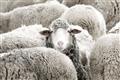 Picture of Sheepish _GroupedProduct_Rectangle_Landscape_Photography _GroupedProduct_Rectangle_Landscape_Unframed_Print_Only_
