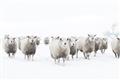 Picture of Sheep Party _GroupedProduct_Rectangle_Landscape_Photography _GroupedProduct_Rectangle_Landscape_Unframed_Print_Only_
