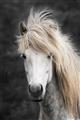 Picture of Stallion _GroupedProduct_Rectangle_Portrait_Photography _GroupedProduct_Rectangle_Portrait_Unframed_Print_Only_