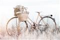 Picture of Field Bike _GroupedProduct_Rectangle_Landscape_Photography _GroupedProduct_Rectangle_Landscape_Unframed_Print_Only_