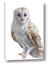 Picture of Watercolour Owl