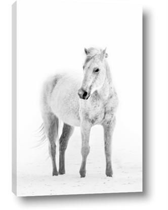 Picture of Solo White Horse
