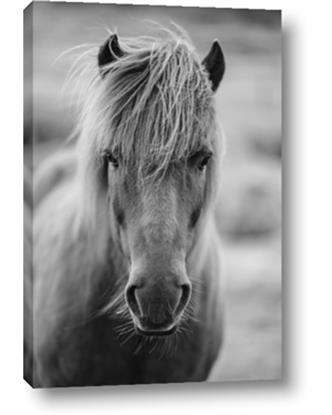 Picture of Icelandic Horse in Black and White