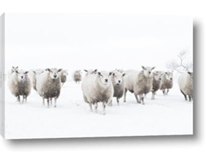 Picture of Sheep Party