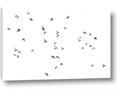 Picture of Flying Birds