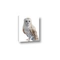 Picture of Watercolour Owl  _GroupedProduct_Rectangle_Portrait_Canvas_