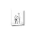 Picture of Solo White Horse _GroupedProduct_Rectangle_Portrait_Photography _GroupedProduct_Rectangle_Portrait_Canvas_