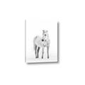Picture of Solo White Horse _GroupedProduct_Rectangle_Portrait_Photography _GroupedProduct_Rectangle_Portrait_Canvas_
