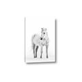 Picture of Solo White Horse _GroupedProduct_Rectangle_Portrait_Photography _GroupedProduct_Rectangle_Portrait_Canvas_