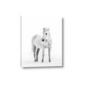 Picture of Solo White Horse _GroupedProduct_Rectangle_Portrait_Photography _GroupedProduct_Rectangle_Portrait_Canvas_