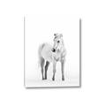 Picture of Solo White Horse _GroupedProduct_Rectangle_Portrait_Photography _GroupedProduct_Rectangle_Portrait_Canvas_