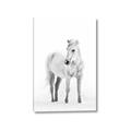 Picture of Solo White Horse _GroupedProduct_Rectangle_Portrait_Photography _GroupedProduct_Rectangle_Portrait_Canvas_
