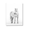 Picture of Solo White Horse _GroupedProduct_Rectangle_Portrait_Photography _GroupedProduct_Rectangle_Portrait_Canvas_