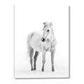 Picture of Solo White Horse _GroupedProduct_Rectangle_Portrait_Photography _GroupedProduct_Rectangle_Portrait_Canvas_