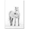 Picture of Solo White Horse _GroupedProduct_Rectangle_Portrait_Photography _GroupedProduct_Rectangle_Portrait_Canvas_