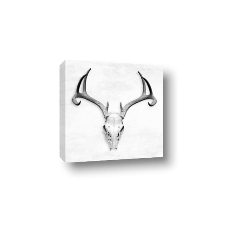 Picture of Cranial Bone ll   _GroupedProduct_Square_Canvas_
