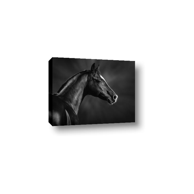 Picture of Black Beauty _GroupedProduct_Rectangle_Landscape_Photography _GroupedProduct_Rectangle_Landscape_Canvas_