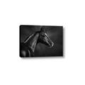 Picture of Black Beauty _GroupedProduct_Rectangle_Landscape_Photography _GroupedProduct_Rectangle_Landscape_Canvas_