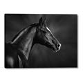 Picture of Black Beauty _GroupedProduct_Rectangle_Landscape_Photography _GroupedProduct_Rectangle_Landscape_Canvas_
