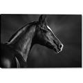 Picture of Black Beauty _GroupedProduct_Rectangle_Landscape_Photography _GroupedProduct_Rectangle_Landscape_Canvas_