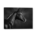 Picture of Black Beauty _GroupedProduct_Rectangle_Landscape_Photography _GroupedProduct_Rectangle_Landscape_Canvas_