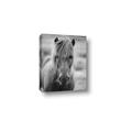 Picture of Icelandic horse in black and white _GroupedProduct_Rectangle_Portrait_Photography _GroupedProduct_Rectangle_Portrait_Canvas_