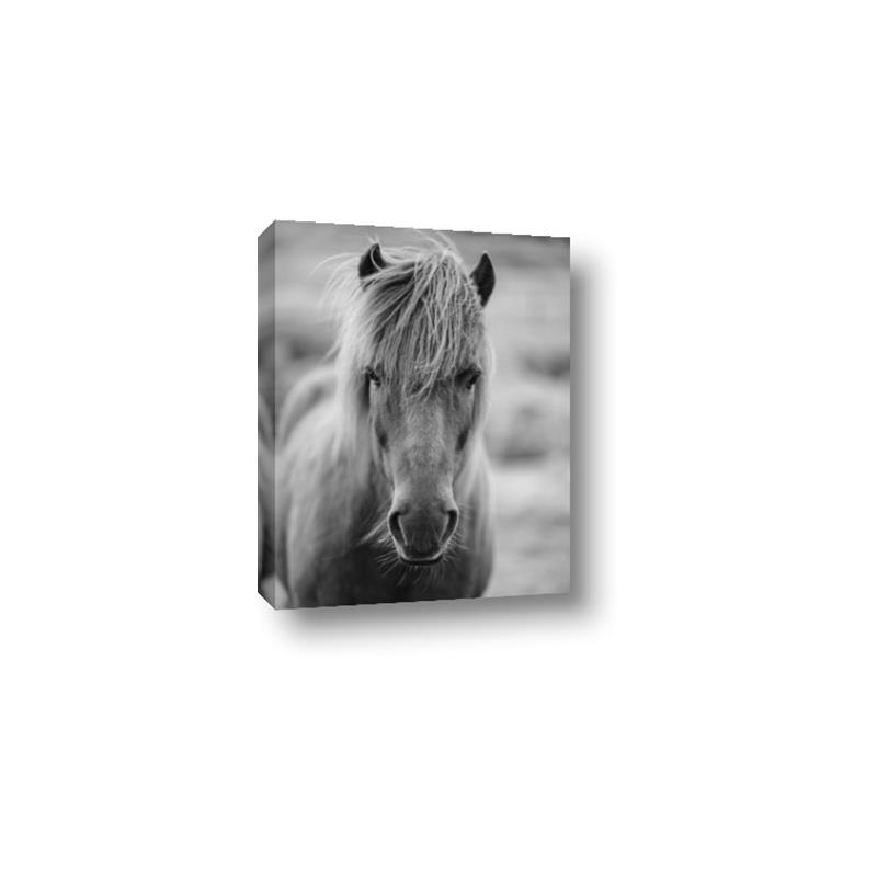 Picture of Icelandic horse in black and white _GroupedProduct_Rectangle_Portrait_Photography _GroupedProduct_Rectangle_Portrait_Canvas_