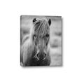 Picture of Icelandic horse in black and white _GroupedProduct_Rectangle_Portrait_Photography _GroupedProduct_Rectangle_Portrait_Canvas_