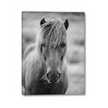 Picture of Icelandic horse in black and white _GroupedProduct_Rectangle_Portrait_Photography _GroupedProduct_Rectangle_Portrait_Canvas_