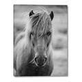 Picture of Icelandic horse in black and white _GroupedProduct_Rectangle_Portrait_Photography _GroupedProduct_Rectangle_Portrait_Canvas_