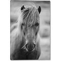 Picture of Icelandic horse in black and white _GroupedProduct_Rectangle_Portrait_Photography _GroupedProduct_Rectangle_Portrait_Canvas_