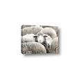 Picture of Sheepish _GroupedProduct_Rectangle_Landscape_Photography _GroupedProduct_Rectangle_Landscape_Canvas_