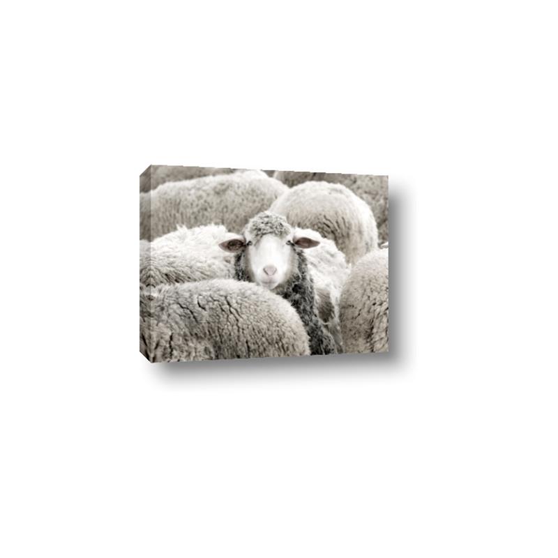 Picture of Sheepish _GroupedProduct_Rectangle_Landscape_Photography _GroupedProduct_Rectangle_Landscape_Canvas_